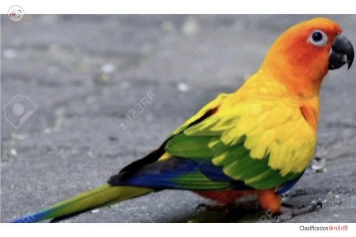 Sun conure joven machos y hembras  Puerto Rico