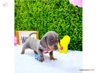 DACHSHUND BLUE NENA CON PAPELES , LITTLE PET SHOP