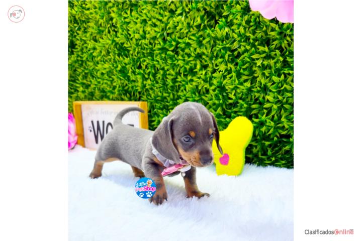 DACHSHUND BLUE NENA CON PAPELES  Puerto Rico