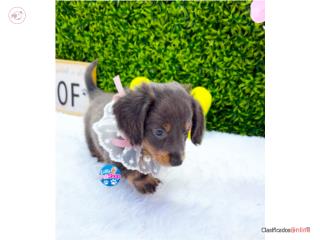 DACHSHUND LONG HAIR BLUE NENA CON PAPELES, LITTLE PET SHOP