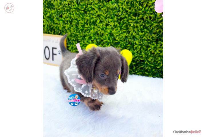 DACHSHUND LONG HAIR BLUE NENA CON PAPELES Puerto Rico