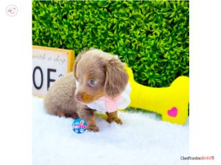 DACHSHUND LONG HAIR ISABELLA NENA CON PAPELES, LITTLE PET SHOP