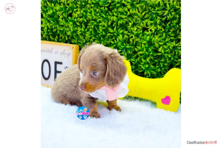 DACHSHUND LONG HAIR ISABELLA NENA CON PAPELES Puerto Rico