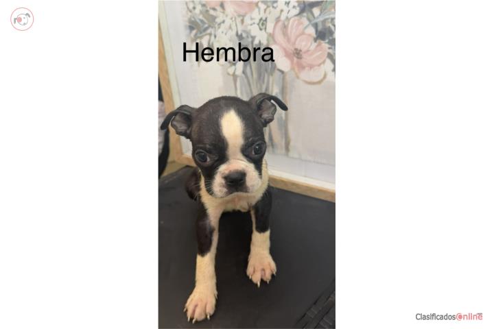 Boston terrier  Puerto Rico