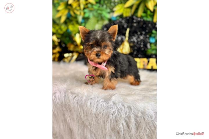 Yorkie Tea cup Nena con papeles  Puerto Rico