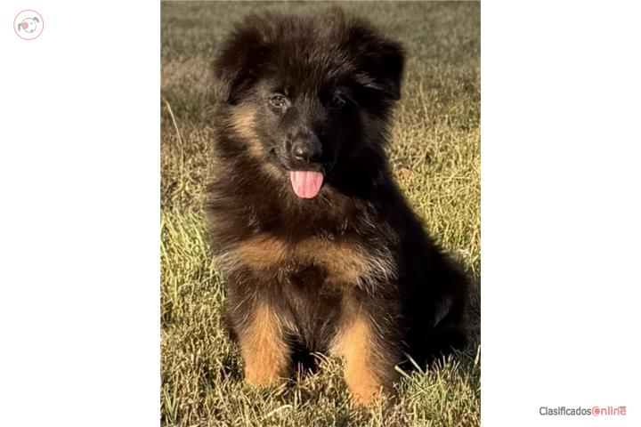 German Shepherd hembra AKC Puerto Rico