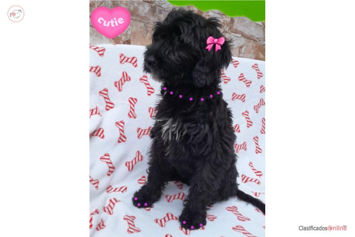 MINI GOLDENDOODLE F1 HEMBRA  Puerto Rico