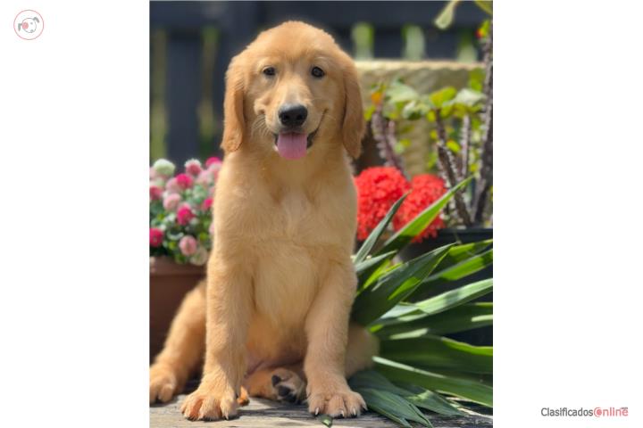 GOLDEN RETRIEVER BIG BONE  Puerto Rico