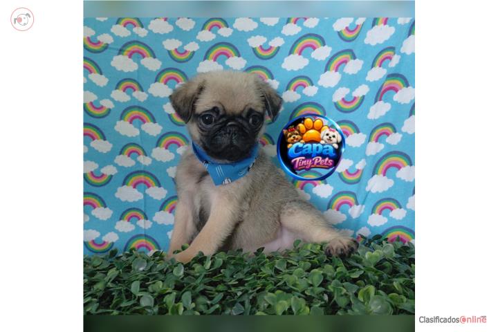 Pug nene con papeles  Puerto Rico