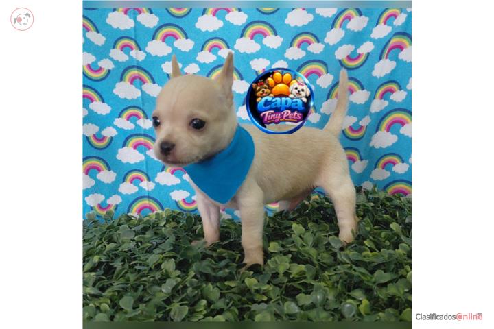 Chihuahua toy nene   Puerto Rico