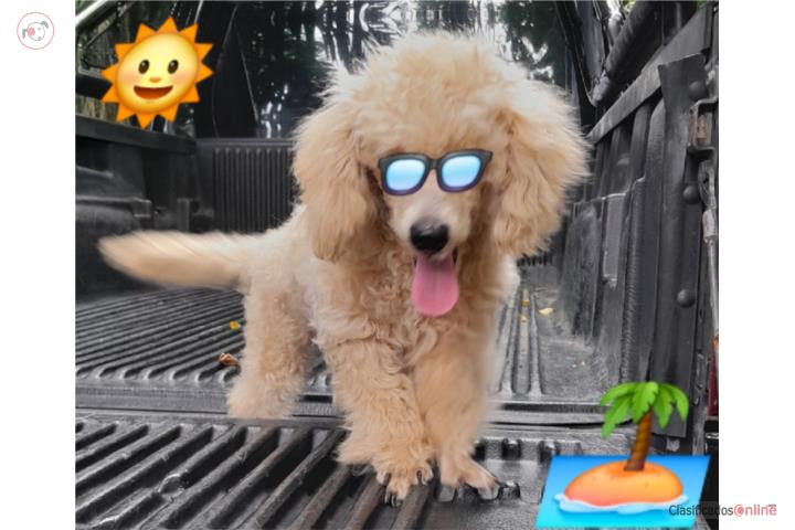 POODLE MACHO 5 MESES Puerto Rico