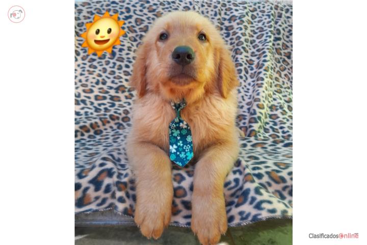 CACHORROS GOLDEN RETRIEVERS  Puerto Rico