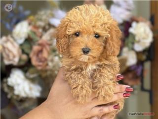 Puerto Rico Toy Poodle - Los Osos PR, Perros Gatos y Caballos