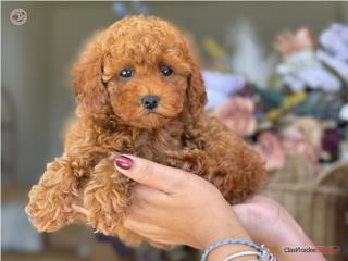 Toy Poodle Nena - Los Osos PR, Mascotas Puerto Rico