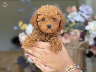 Puerto Rico Toy Poodle Preciosa!! - Los Osos PR AKC full, Perros Gatos y Caballos