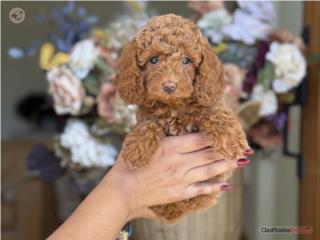Puerto Rico Increible! TOP!! Toy Poodle - Los Osos PR, Perros Gatos y Caballos