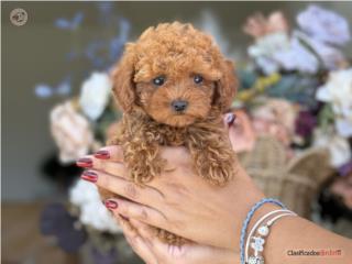 Puerto Rico Toy Poodle chiquita! - Los Osos PR, Perros Gatos y Caballos