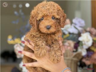 Puerto Rico Toy Mini Poodle AKC - Los Osos PR, Perros Gatos y Caballos