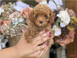Puerto Rico Toy Mini Poodle AKC - Los Osos PR, Perros Gatos y Caballos