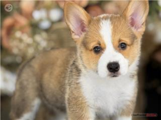 Puerto Rico Corgi Welsh Pembroke AKC - Los Osos PR, Perros Gatos y Caballos