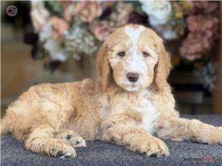 Puerto Rico Standard Goldendoodle - Los Osos PR, Perros Gatos y Caballos