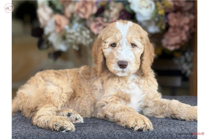 Clasificados Online Mascotas Standard Goldendoodle - Los Osos PR