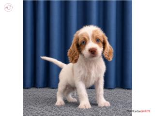 Cockapoo , Los beb�s PR 