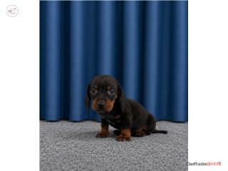 Dachshund , Los beb�s PR 