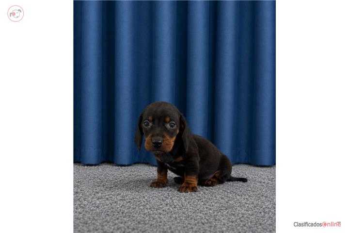 Dachshund  Puerto Rico