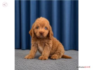 Cockapoo , Los beb�s PR 