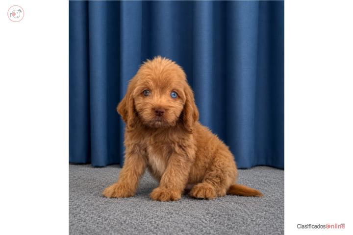 Cockapoo  Puerto Rico