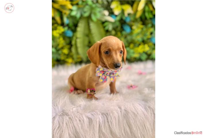 Dachshund mini Nena con papeles  Puerto Rico