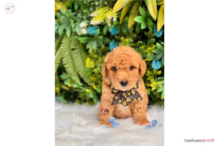 Mini Doodle Nene  Puerto Rico