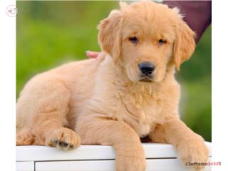 Golden Retriever LIGHT GOLDEN BIG BONE AKC, Puppy Guy
