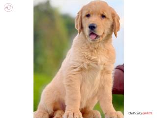 GOLDEN RETRIEVER LIGHT GOLDEN FLUFFY BIG BONE AKC Puerto Rico