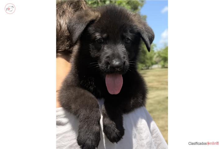 German Shepherd AKC Puerto Rico