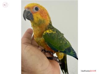 Sun conuro macho con adn