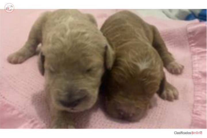 Goldendoodles nenas hermosas  Puerto Rico