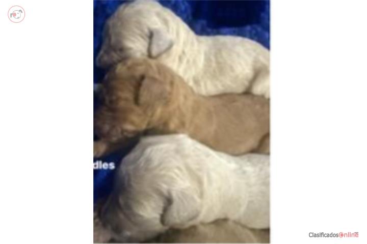 Goldendoodles hermosos nenes  Puerto Rico