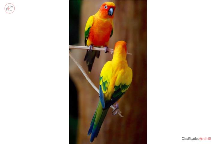 Parejas de sun conures  (( jóvenes )) Puerto Rico