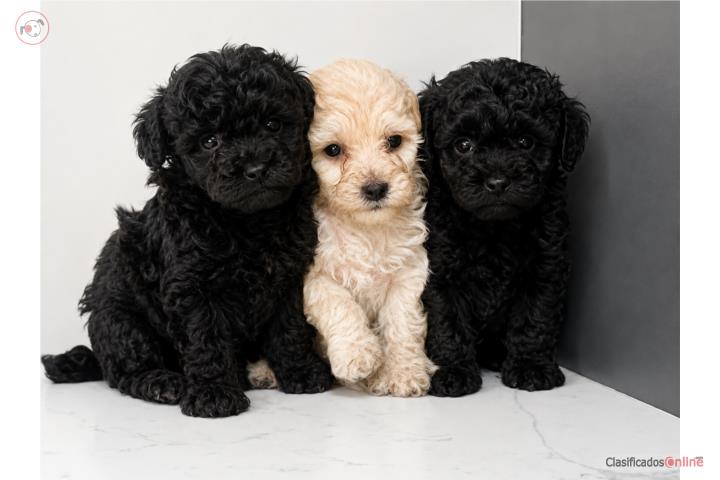 TOY POODLE Puerto Rico