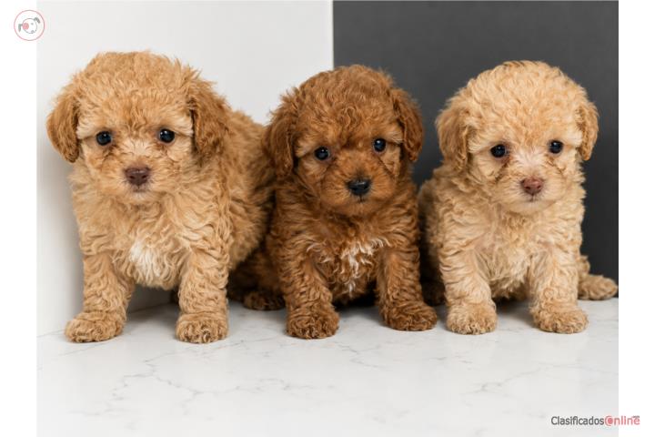 TOY POODLE Puerto Rico