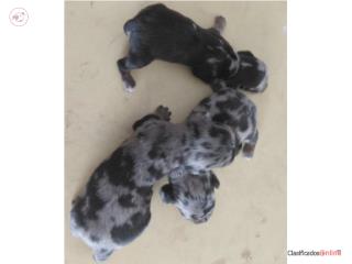 Salchicha Merle Hembras o machos, Dachshund World