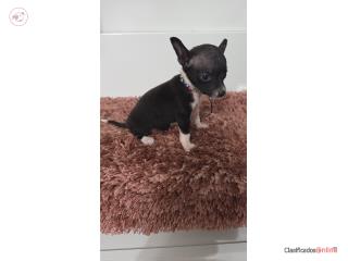 Chihuahua hembra  Puerto Rico