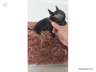 Chihuahua hembra  Puerto Rico