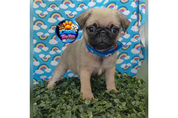Pug nene con papeles  Puerto Rico