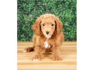 MONTEGO F1B PETITE GOLDENDOODLE (VISITANOS EN, Mascotas Puerto Rico