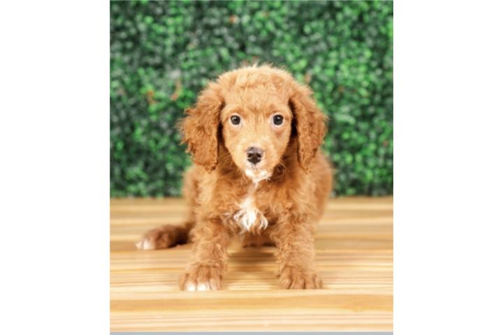 MONTEGO F1B PETITE GOLDENDOODLE (VISITANOS EN Puerto Rico