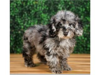 Puerto Rico ROYCE MINI POODLE(VISITANOS EN GUAYNABO), Perros Gatos y Caballos