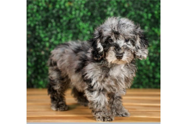 ROYCE MINI POODLE(VISITANOS EN GUAYNABO) Puerto Rico